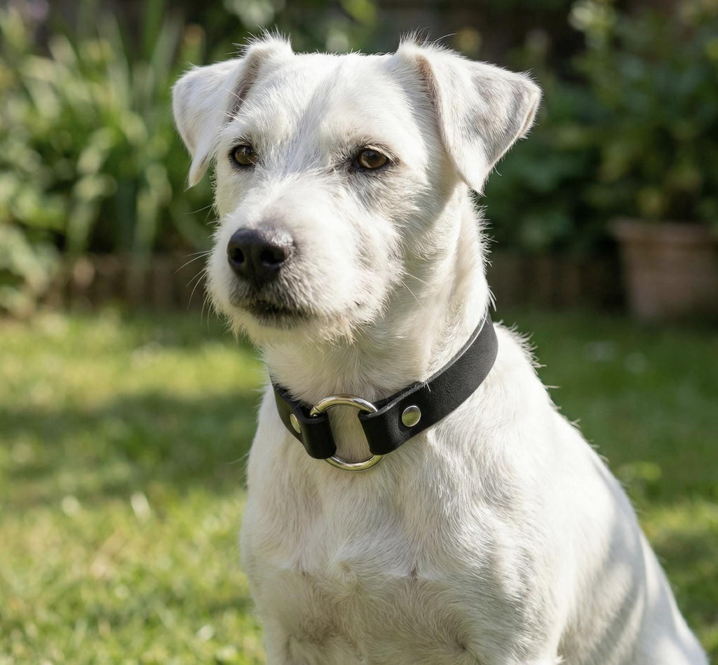 Leather Dog Collar Personalized, Handmade, Name Engraving, Vegetable Tanned Leather, Small Medium Dogs