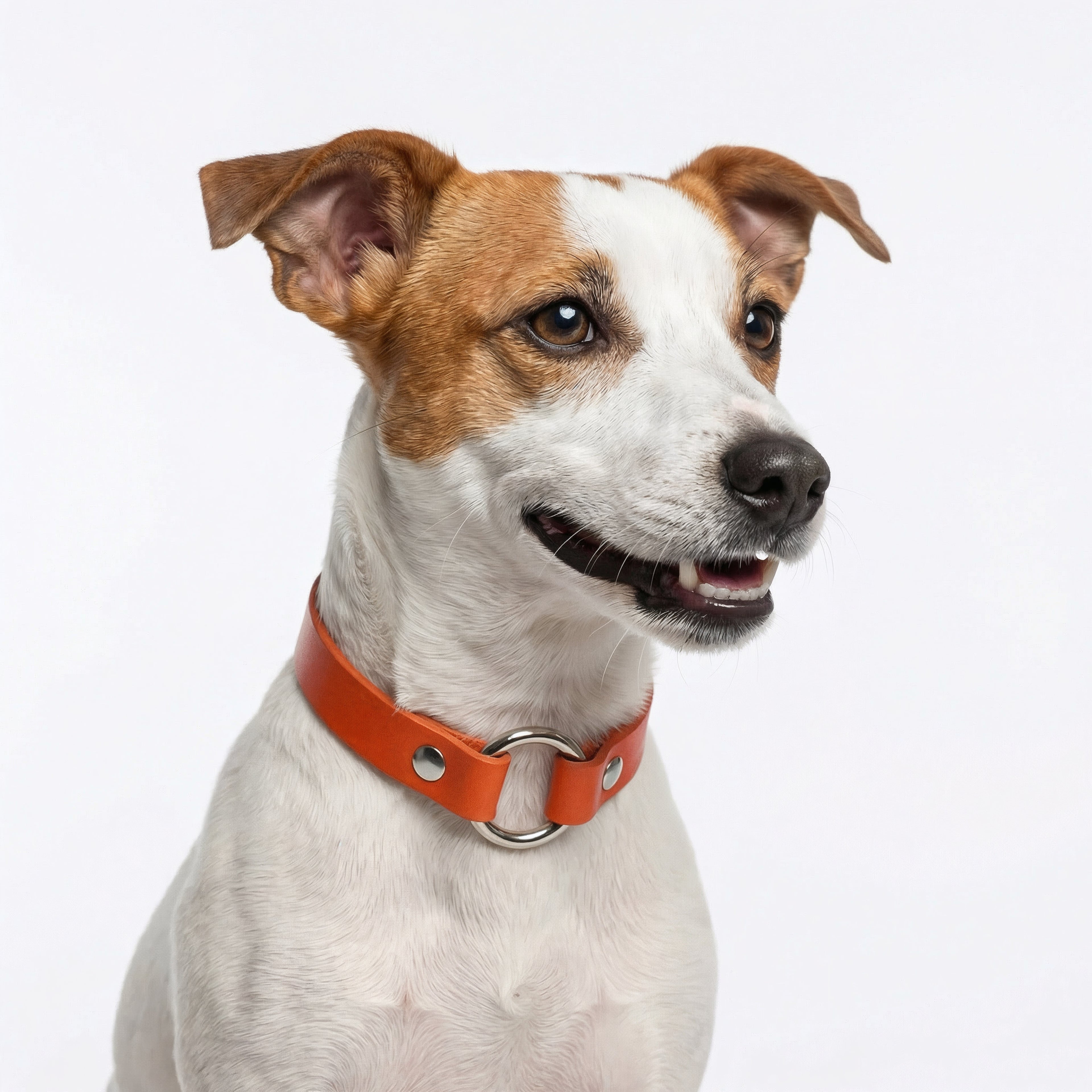 Personalized Leather Dog Collar with Engraving | Handmade Premium Quality for Small & Medium Dogs